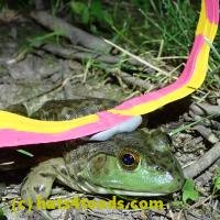 /home//u458753944/public_html/sourcegallery///////////////////Frogs/More bullfrogs/P7010216.JPG
